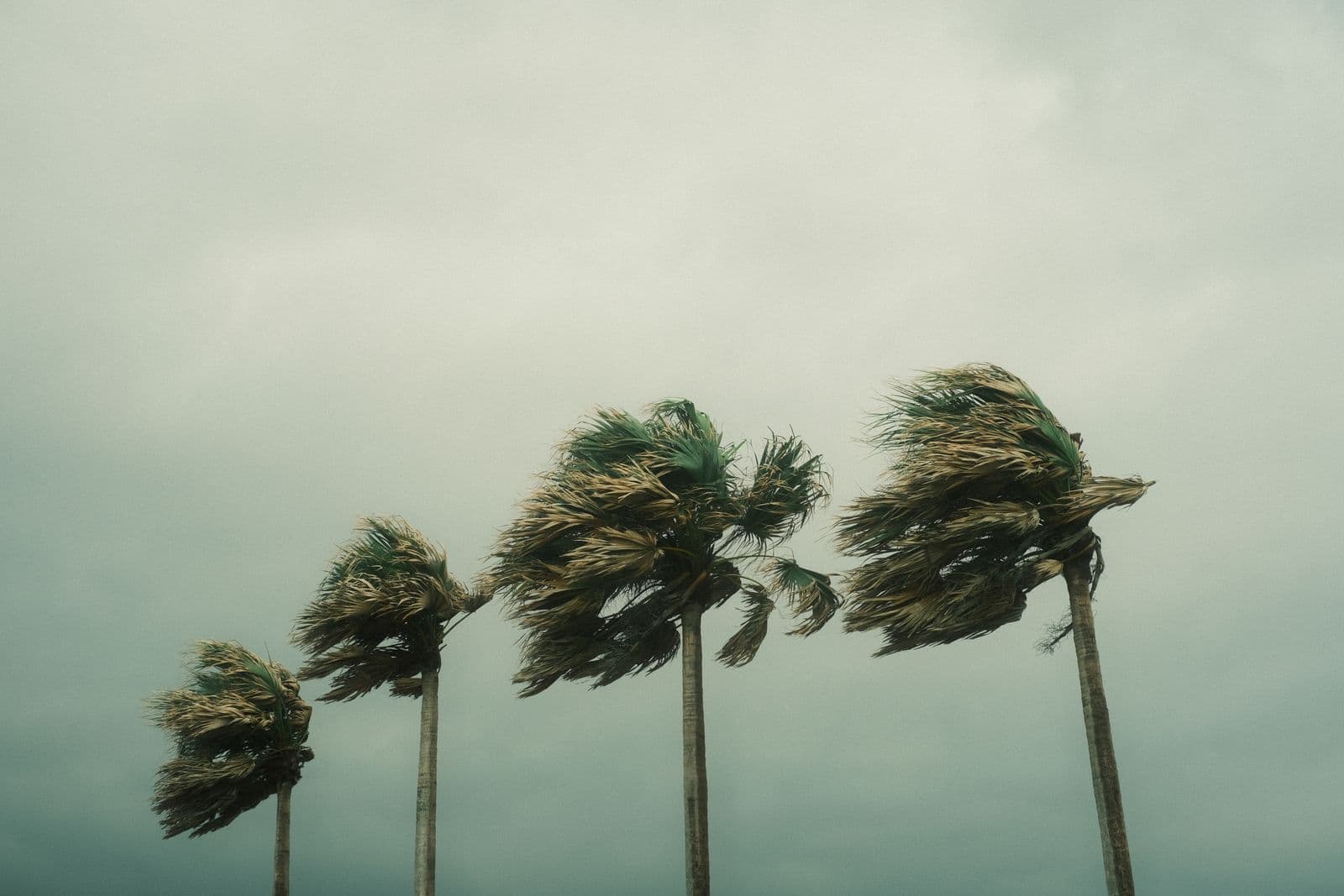Palm trees bending in strong Santa Ana winds under a windswept Southern California sky
